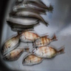 いつものチョイ投げ